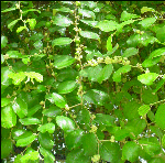 Zizyphus mauritiana