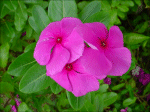 Vinca rosea