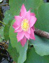 Nelumbo nucifera