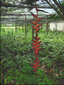 Heliconia pogonantha
