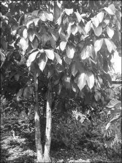 Malay apple
