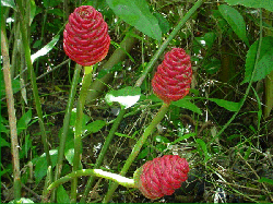 Zingiber aromaticum
