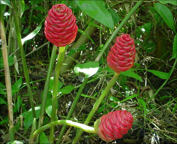 Zingiber aromaticum