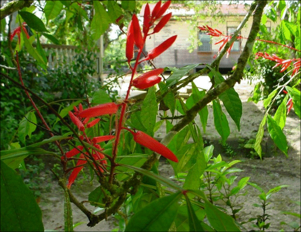 Quassia amara