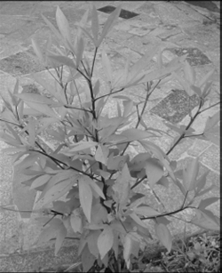 Roselle.