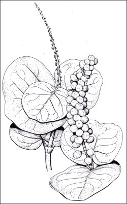 Coccoloba uvifera