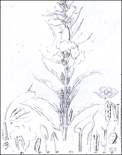 Sesamum indicum - sesame