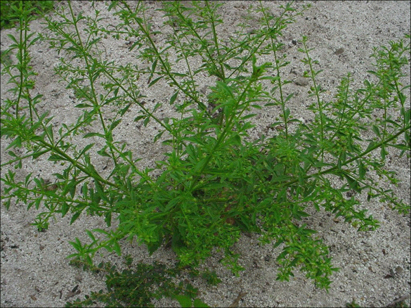 Scoparia dulcis