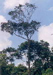 Simaruba officinalis