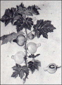 Solanum mammosum - nipple fruit