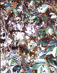Star apple