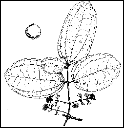 Strychnos Melinoniana - Dobrudua