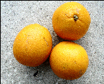 Citrus sinensis