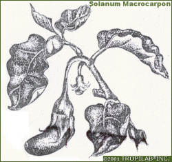 Solanum melongena - Eggplant