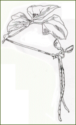 Vigna unguiculata subsp.sesquipedalis - String bean