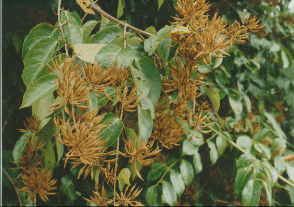 Uncaria guianensis