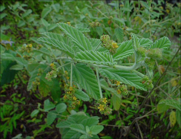 Waltheria americana