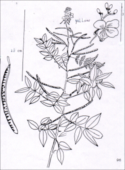 Cassia occidentalis.