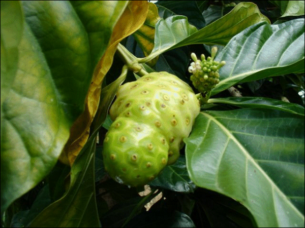 MOrinda citrifolia