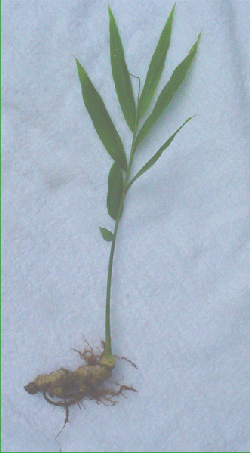 Zingiber officinale